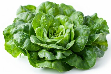 Fresh Green Butterhead Lettuce with Dew Drops