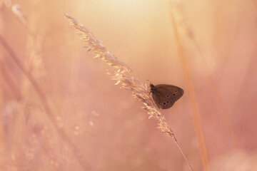Brązowy motyl  Przestrojnik trawnik (Aphantopus hyperantus) na słonecznej łące, pomarańczowe tło, kolorowa tapeta z motylem na tle natury