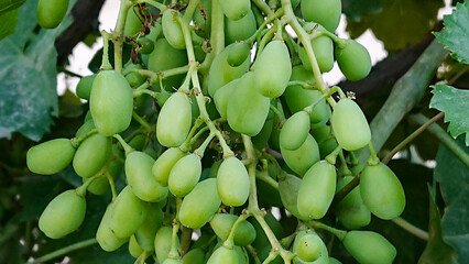 Bunch of grapes