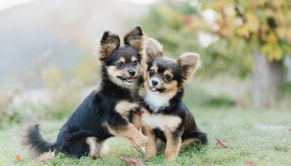 two adorable small dogs playing outdoors together Vocalizing dogs. Funny puppies Beagle dog and brown cat lying together on the footpath outdoor in the park,