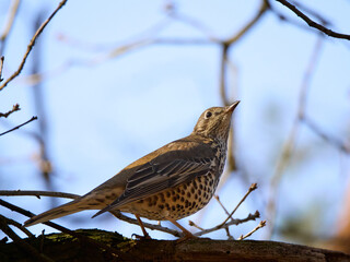 Mistle thrush sitting on a tree branch