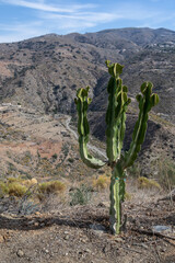cactus and mountains in the background