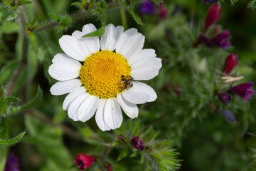 Wildflower called daisy with a spider perched on it, capturing a fly