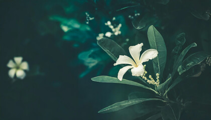 Fototapeta na wymiar white flower and green tropical leaves beautiful alley and ornamental plants on green