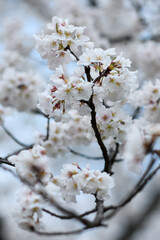 cherry tree blossom