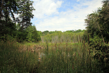 Summer landscape with lake and trees