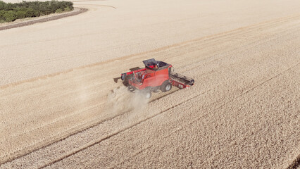 Aerial green harvester combine to harvest wheat field working. golden ripe grain field top down view