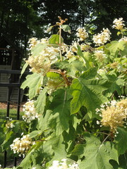Blooming Oakleaf Hydrangea