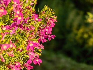 Lobelia in the garden