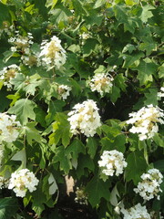 Blooming Oakleaf Hydrangea
