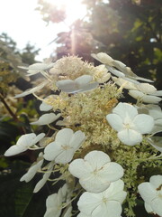 Blooming Oakleaf Hydrangea
