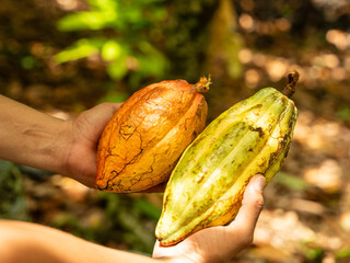 cocoa cacao
