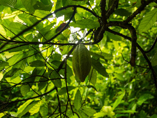 Obraz premium cocoa cacao