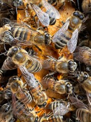 bees on a stall