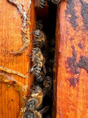 Sunflower in Bloom with Pollinating Bee
