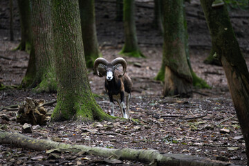 Majestic Presence: The European Mouflon in its Woodland Habitat