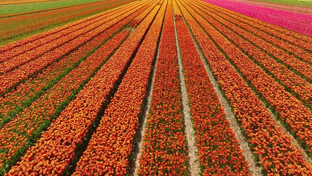 Aerial drone view flying over beautiful colored tulip field in Netherlands. Agriculture fields with flowers. Fly over Holland, Dutch polder landscape multi colored tulip fields, spring landscape.