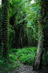 Obraz premium Detail of the path in swamp forest wetlands, Green Sword Ferns climbing on trees, Rayong Province Botanic Garden ,famous attractions landmark in Thailand.Vertical.