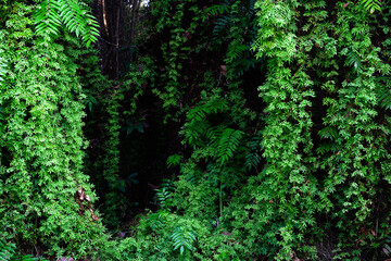 Sword Fern (Fishbone Fern) in the rainforest background.