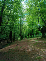 path in the forest