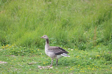 Sweden. The greylag goose or graylag goose (Anser anser) is a species of large goose in the waterfowl family Anatidae and the type species of the genus Anser.
