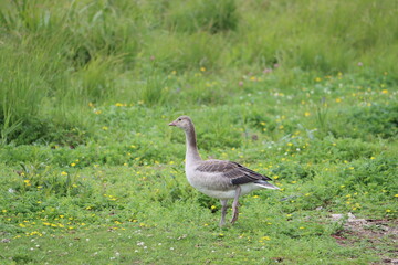 Sweden. The greylag goose or graylag goose (Anser anser) is a species of large goose in the waterfowl family Anatidae and the type species of the genus Anser.