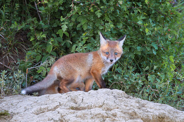 curious young red fox