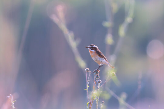 male winchat on a spine