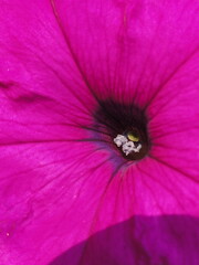 Magenta, Purple, Pink Petunia Flower