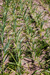 Green Garlic Plants Growing in a Garden Bed on a Sunny Day