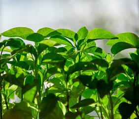 A Verdant Symphony of Indoor Garden Life