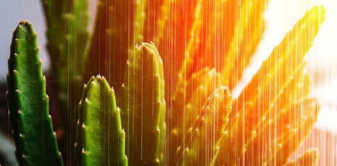 Cactus shower in golden light in the web.