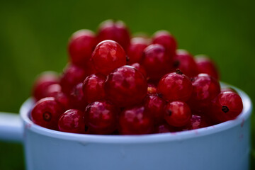 Red currant on green grass background in white cup, on the spoon