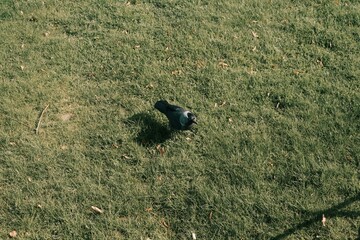 crow on the grass