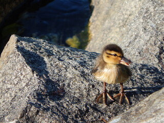 A Fluffy Mallard Ducking Sunning on Granite Rocks.