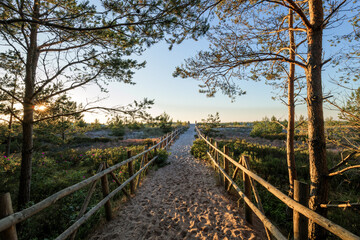 Fototapeta premium Beautiful entrance to the beach among pine trees and roses. Seaside vegetation. Wooden balustrades lead you to the sea on fine yellow sand. The sea in the distance. Slajszewo, Poland. Baltic Sea