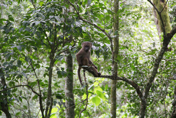 Young monkey watches you in crown of tree.