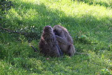 Couple of monkeys, skincare routine