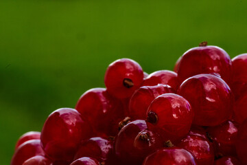 Red currant on green grass background in white cup, on the spoon