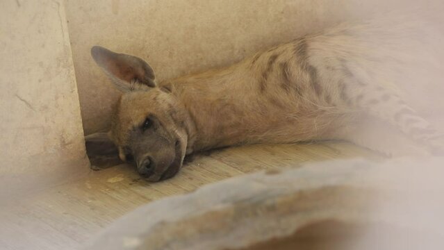 Spotted Hyena. A sleeping spotted hyena in the zoo. Arabian wolf resting in the heat, Pakistan. Portrait of a cute Spotted hyena. A wolf scratching its head with his leg. Beautiful Footage.