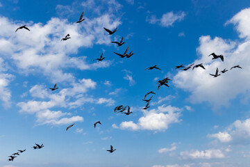 Fototapeta premium A flock of black Cormorants flying in V formation isolated on a blue sky with fluffy white clouds
