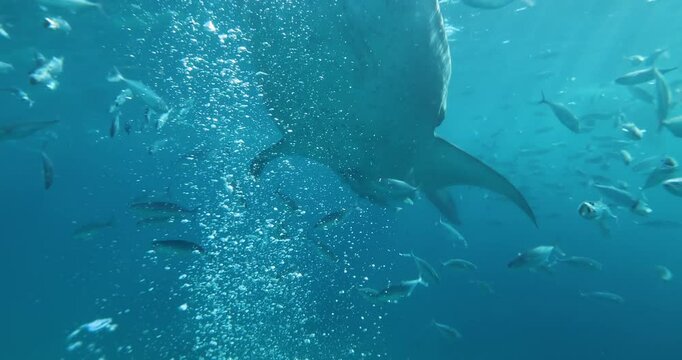 A whale shark swims towards the camera with its mouth wide open. Around the shark swims a large shoal of small fish. A close-up of a whale shark, the world's largest fish, in Oslob, Cebu, Philippines.