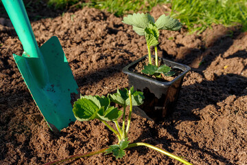 Top view plastic nursery pots unpotted strawberry seedlings, strong roots system, leaves, small young green fruits ready transplant, backyard garden raised bed compost, irrigation system, Texas. USA