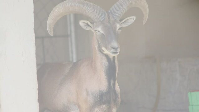 Urial, also known as the arkars or shapo, is a wild sheep native to Central and South Asia. Wild sheep Urial, Ovis orientalis vignei, in the nature habitat. Close up of urial. Beautiful Footage.