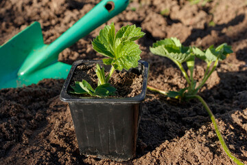 Top view plastic nursery pots unpotted strawberry seedlings, strong roots system, leaves, small young green fruits ready transplant, backyard garden raised bed compost, irrigation system, Texas. USA