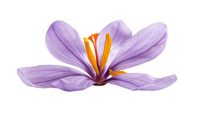 A saffron pistil displayed against a white background