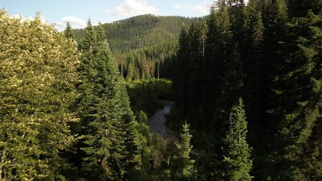 Aerial through trees above Loop Creek with cotton blowing in northern Idaho mountains at sunset