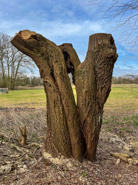 A medium shot of a large, freshly cut pollard willow trunk with a split base and textured bark, standing at the edge of a green field under a blue sky with soft clouds.