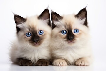 Siamese funny very cats of sitting isolated on white 