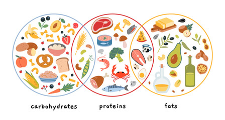 Carbohydrate, protein and fat sources product infographic. Healthly food set with meat, cereals, seafood, vegetables, fruits and berries. Vector illustration isolated on white, hand drawn, flat